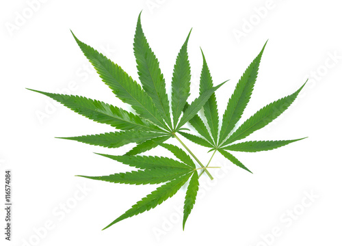 marijuana  leaf on white background