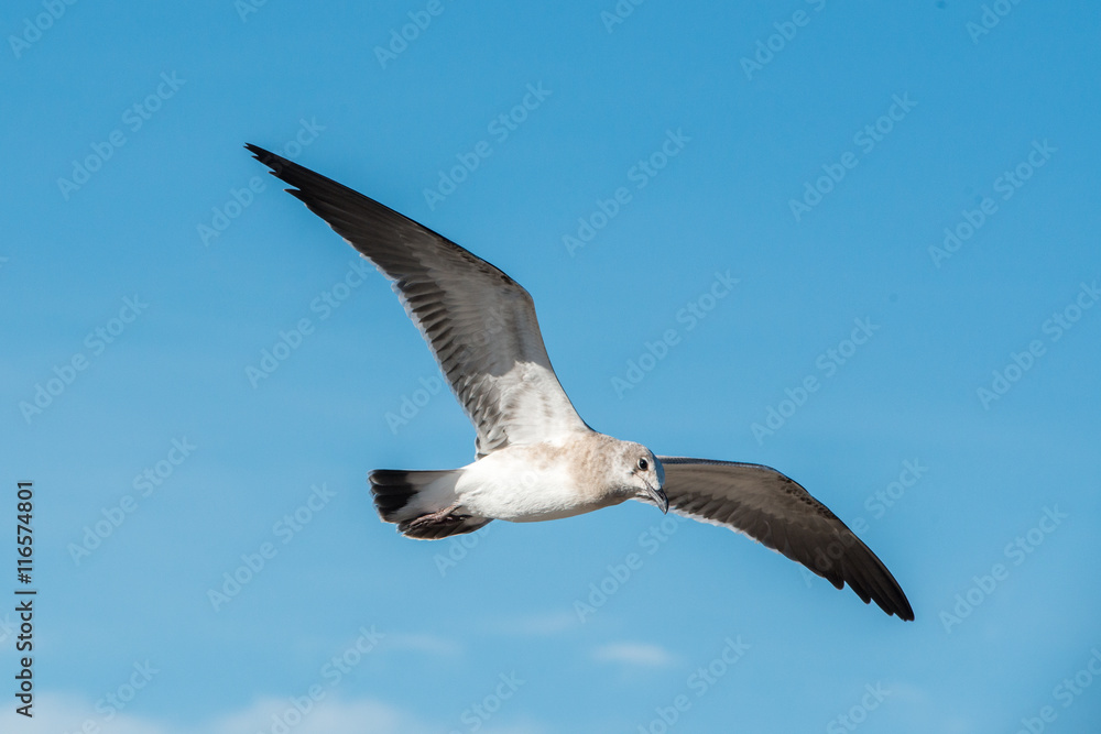 Obraz premium Seagull on Pelican Island Texas