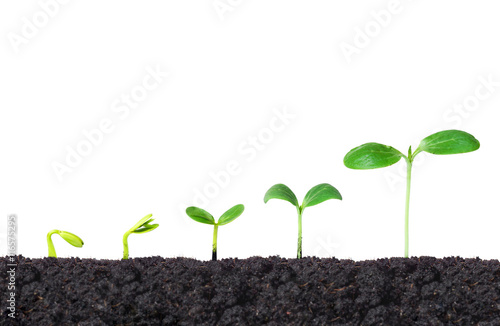 Agriculture. Nurturing young baby plants growing in germination sequence on fertile soil with natural green background