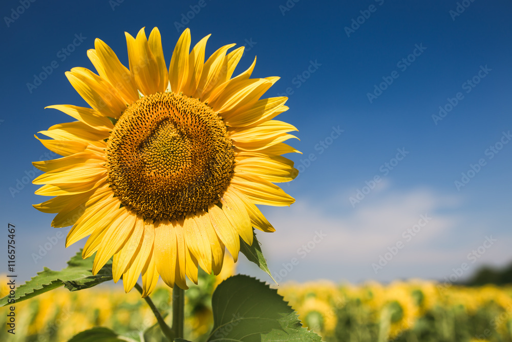 Close up photo of sunflower against blue sky