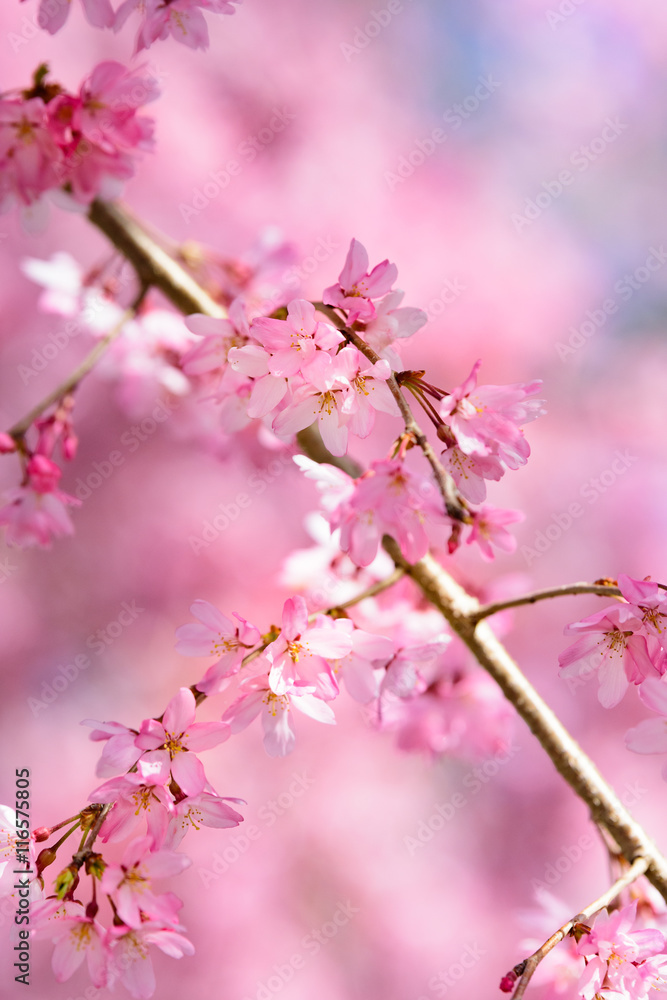 Weeping cherry tree
