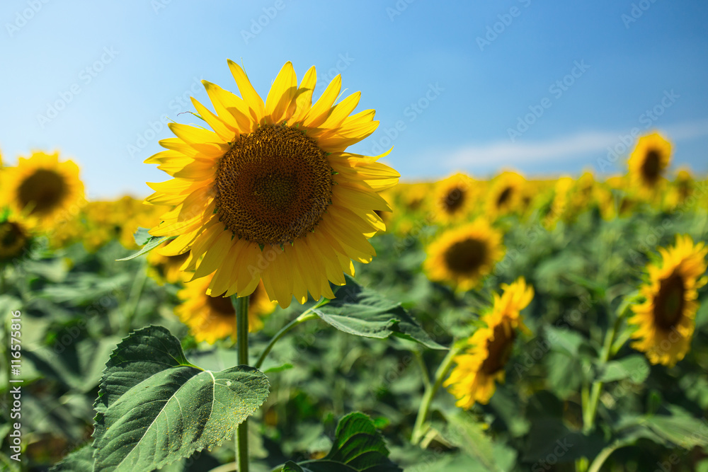 Blooming sunflowers field on a background of blue sky