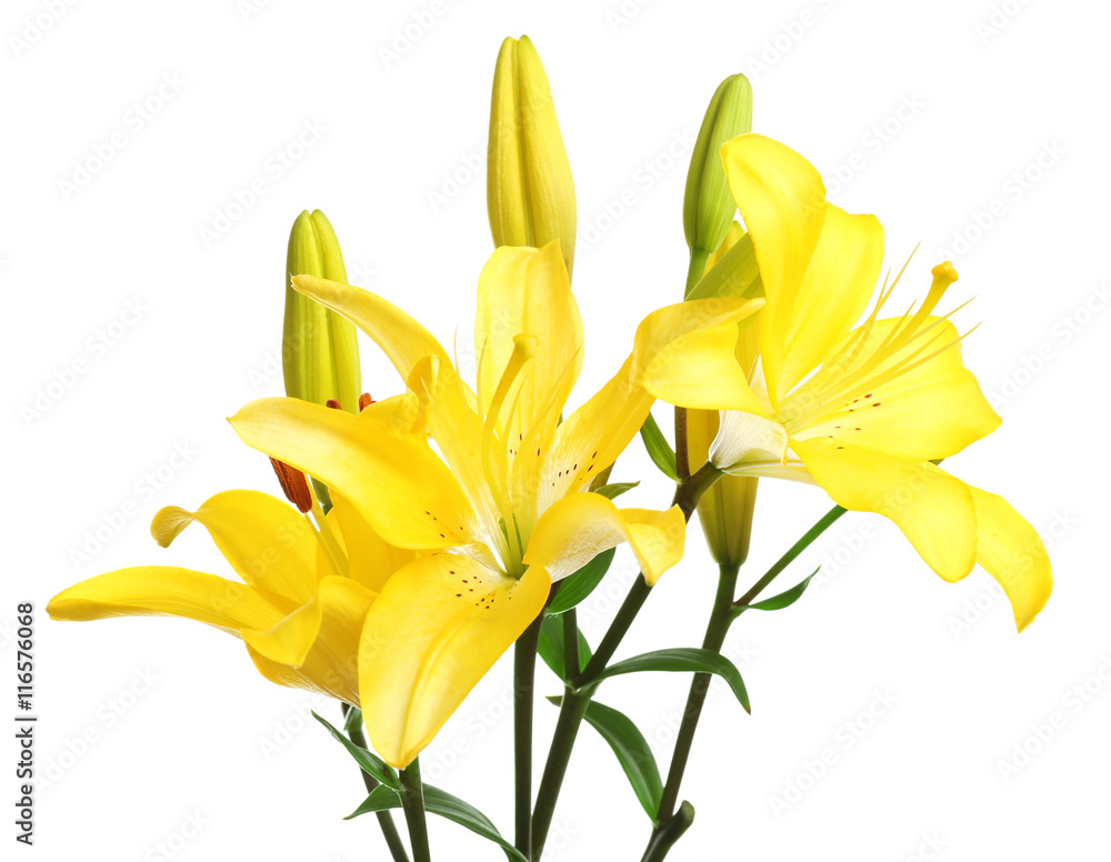 Beautiful lilies isolated on white