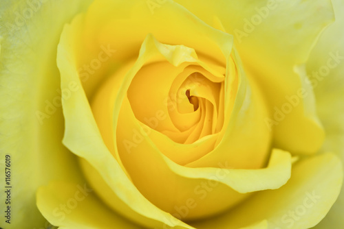 Yellow rose  