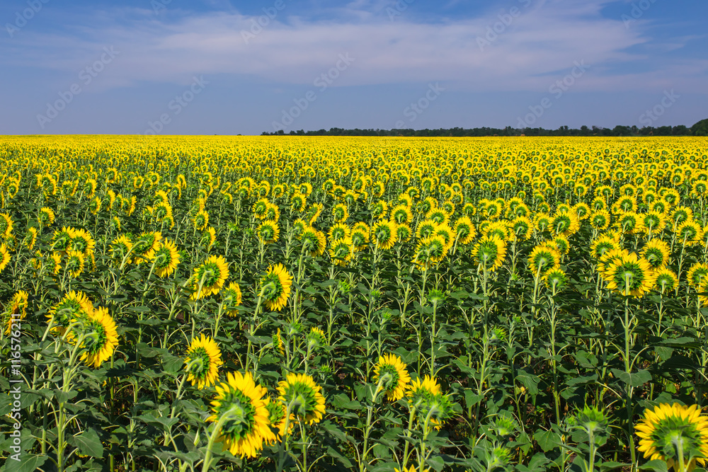 Obraz premium Blooming sunflowers field on a background of blue sky
