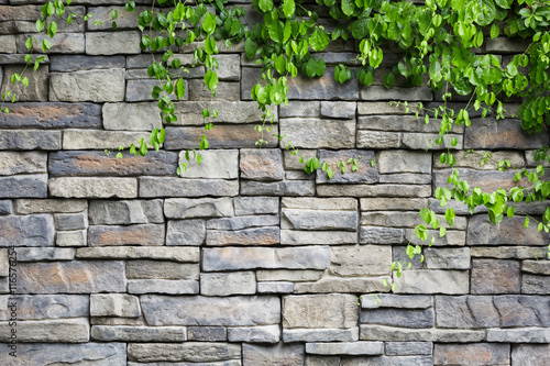 brick wall with green creeper plants