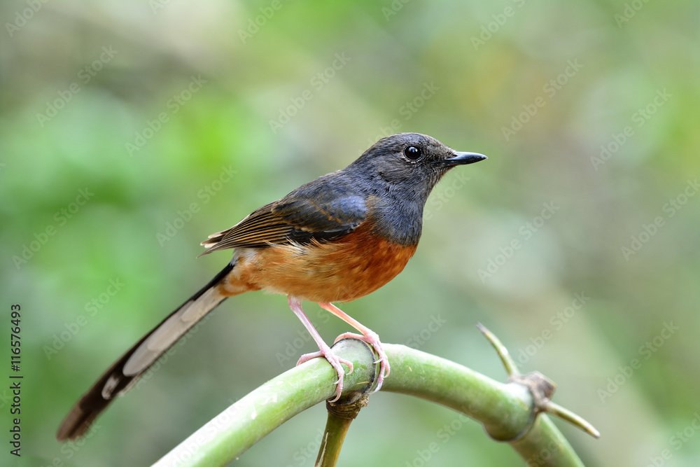 Fototapeta premium White-rumped shama (Copsychus malabaricus) the beautiful orange