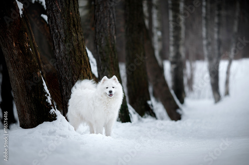 Beautiful white Samoyed dog