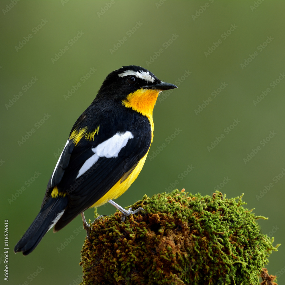 Obraz premium Yellow-rumped flycatcher or Korean Flycatcher (Ficedula zanthopy