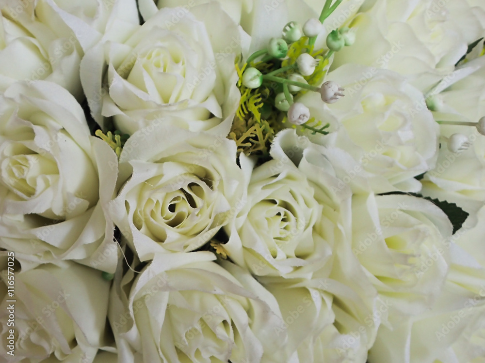 Obraz premium White rose flower on the background