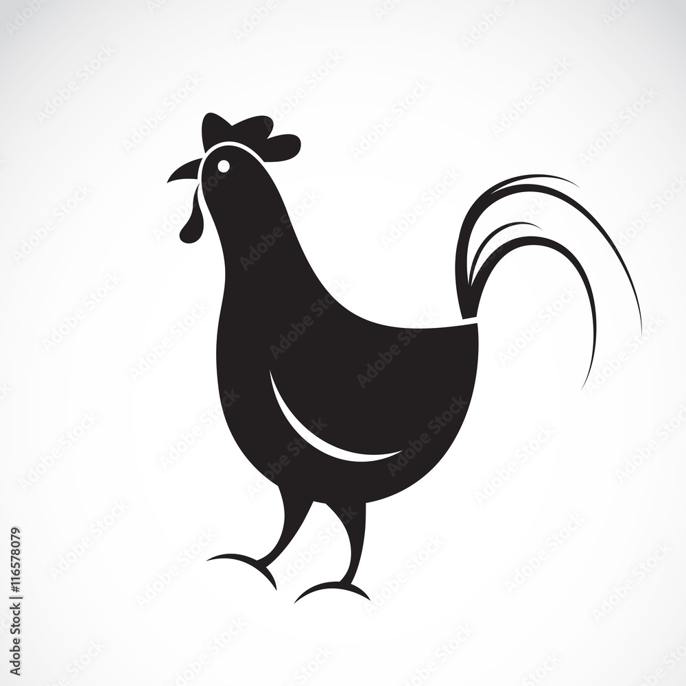 Fototapeta premium Vector image of an chicken design on white background.