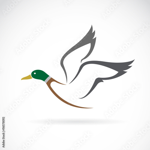 Vector of flying wild duck design on white background. Birds. Animals.