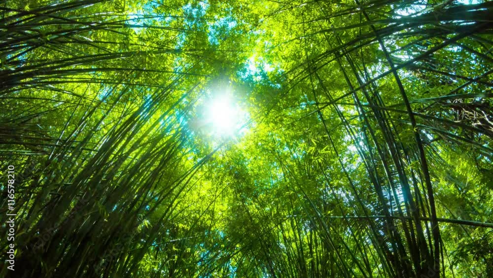 Video 3840x2160 - Perspective shot of the sun shining through towering stands of bamboo in Thailand, Asia. Video 3840x2160 - Perspective shot of the sun shining through towering stands of bamboo in Thailand, Asia.