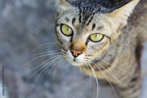 Closeup of the cat.