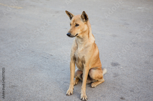 Stray dog on the road waiting for something. © DG PhotoStock