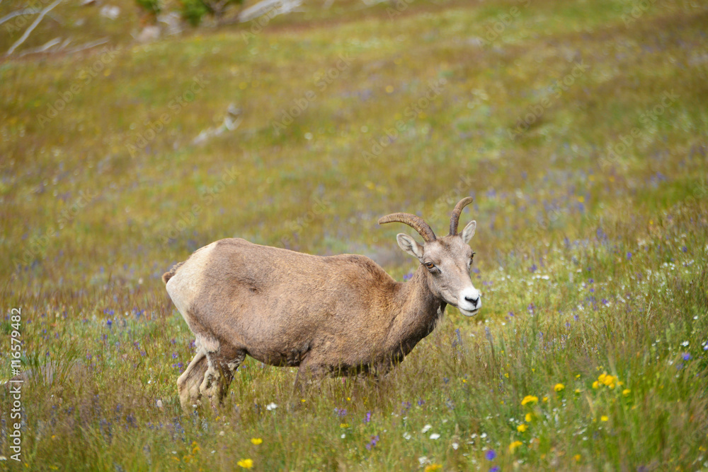 Young Big horn sheep in Mount Washburn hiking trail, Yellowston Young Big horn sheep in Mount Washburn hiking trail, Yellowston