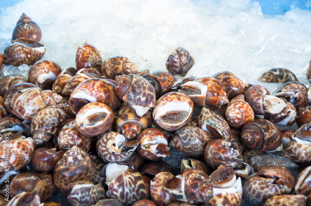 the Fresh raw babylon snail on ice and selection focus with ligh the Fresh raw babylon snail on ice and selection focus with ligh