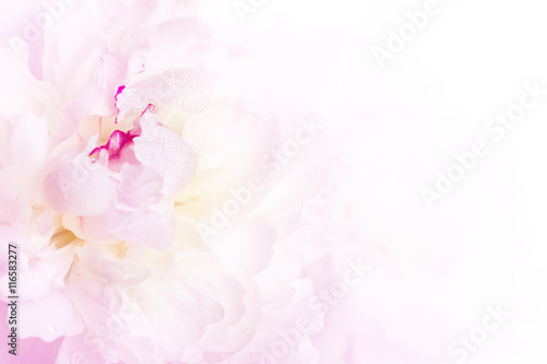 Gentle pink peony flower close-up