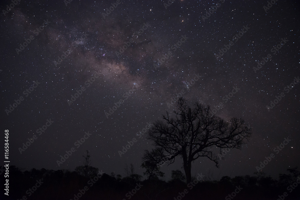 Silhouette of lonely tree with milky way