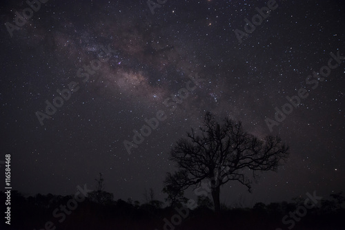 Silhouette of lonely tree with milky way