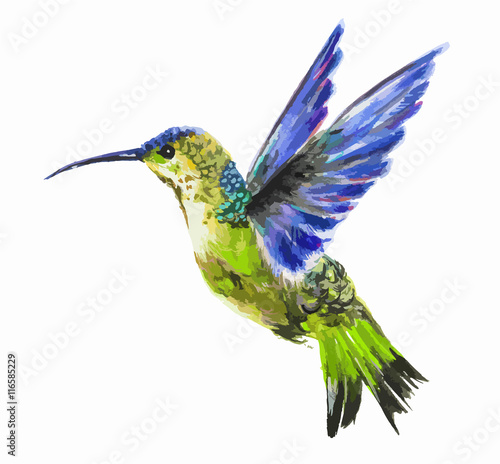 Isolated watercolor hummingbird on white background. Tropical bird from exotic fauna. Colorful wildlife.