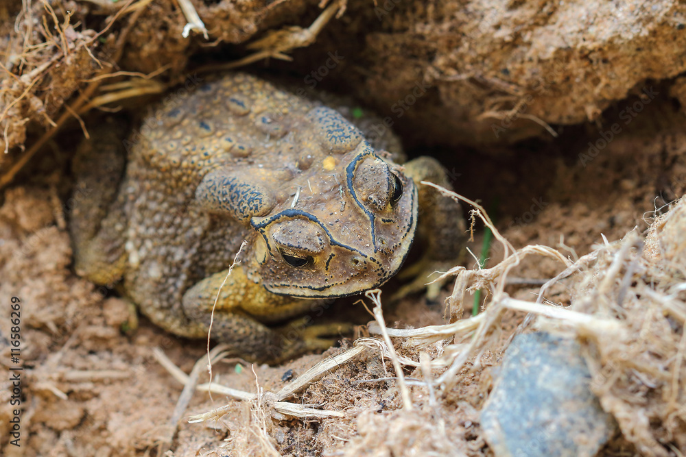 Naklejka premium toad in Thailand