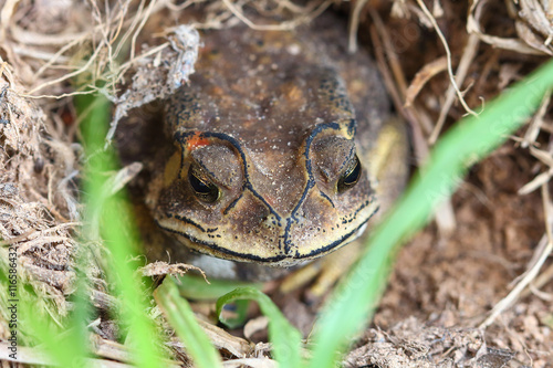  toad in Thailand photo