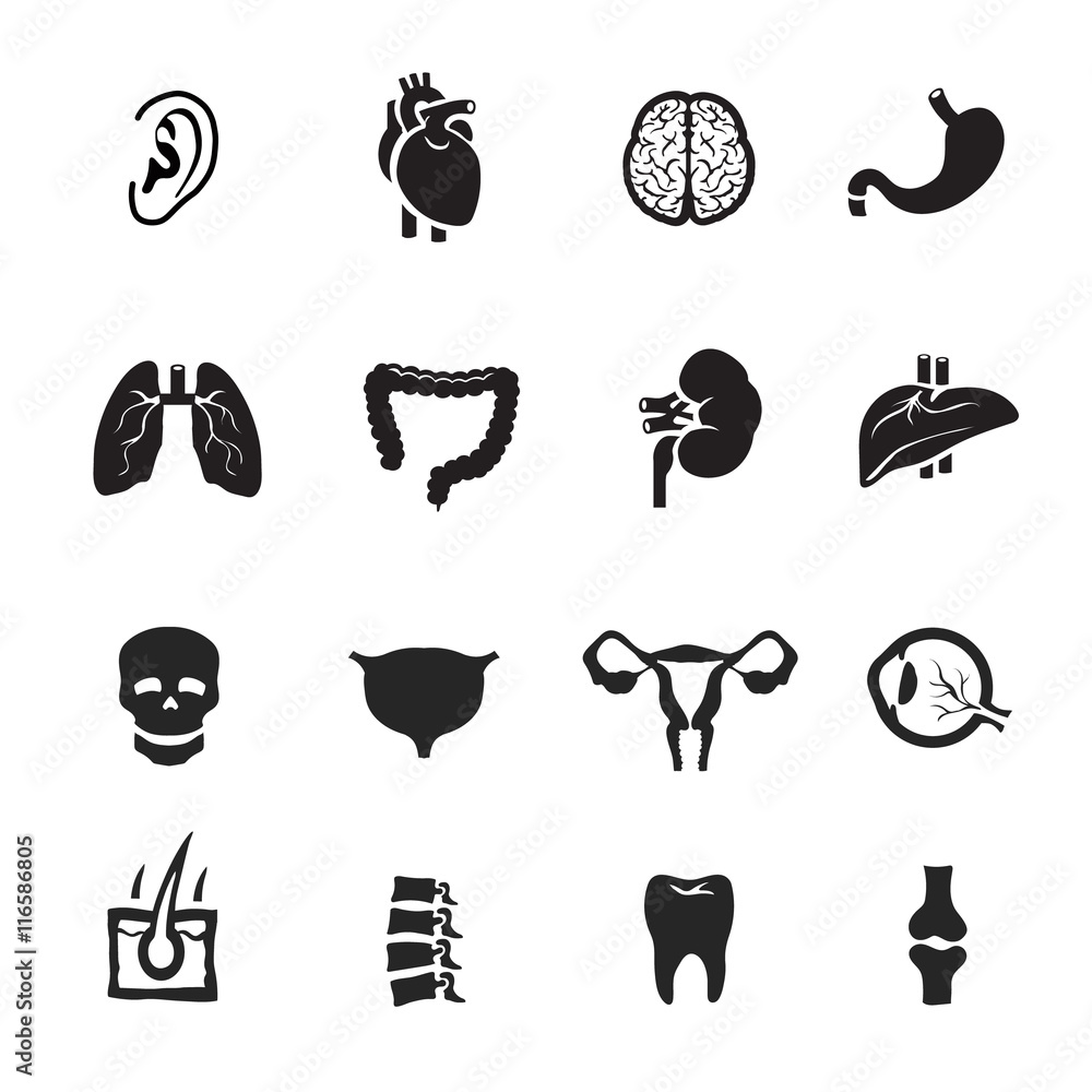 Human organs icons set on white background. Anatomy, heart and lung vector