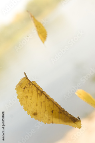 Желтый осенний лист в полете с букашкой