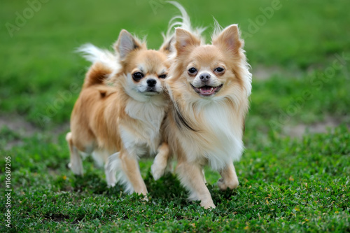 Two Longhair Chihuahua dog
