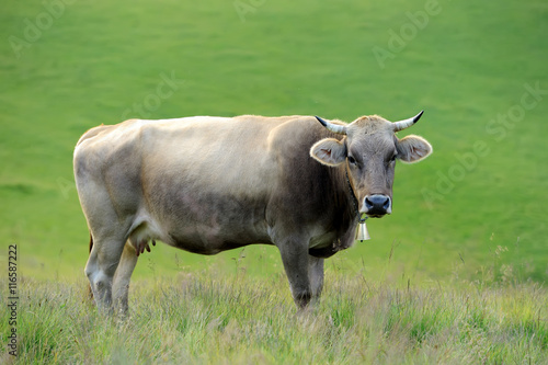 Cow on mountain pasture