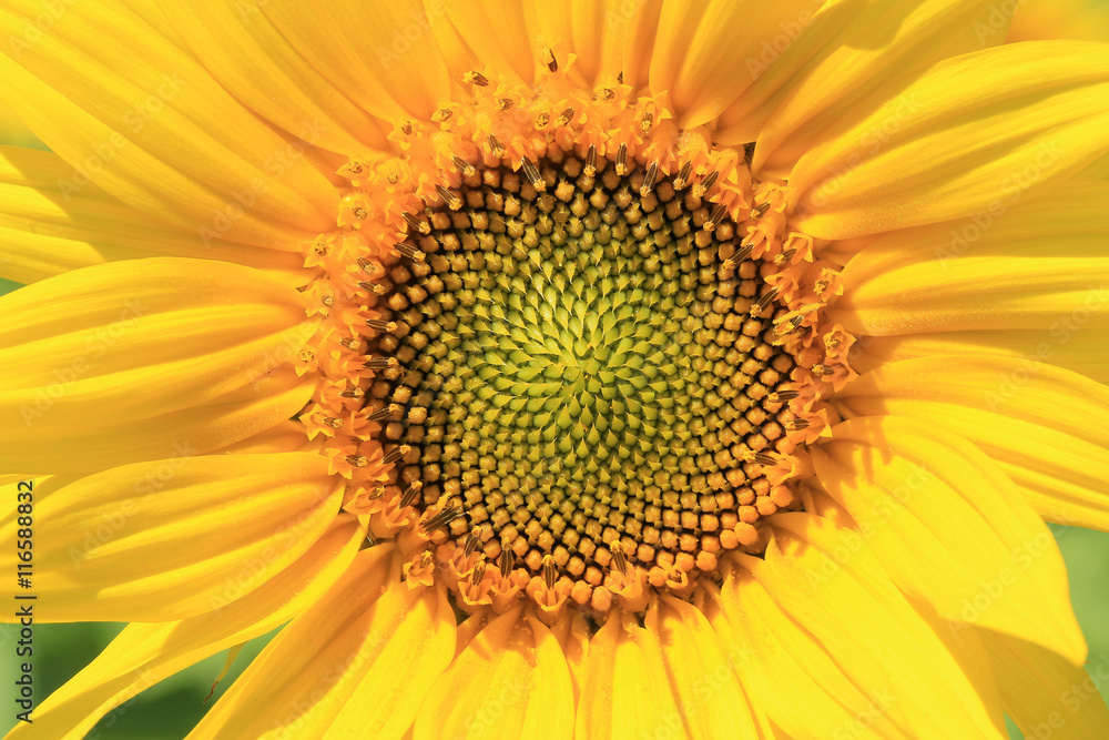 sunflowers sunflowers