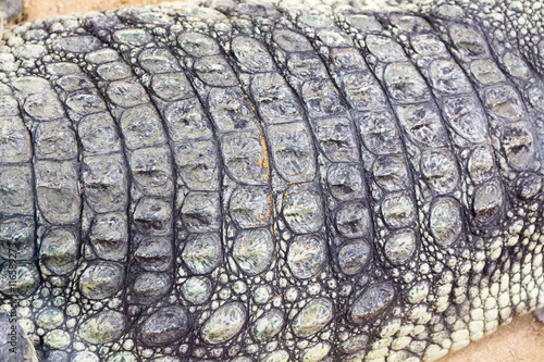 detail of the hard skin of a giant Nile crocodile Crocodylus
