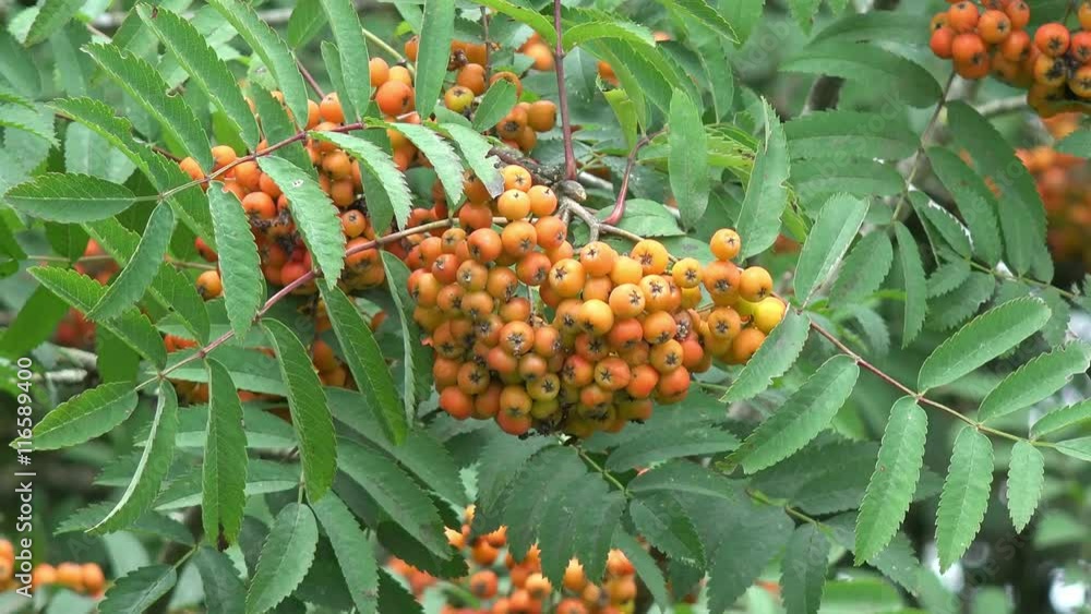 rowan berry on tree in the nature rowan berry on tree in the nature