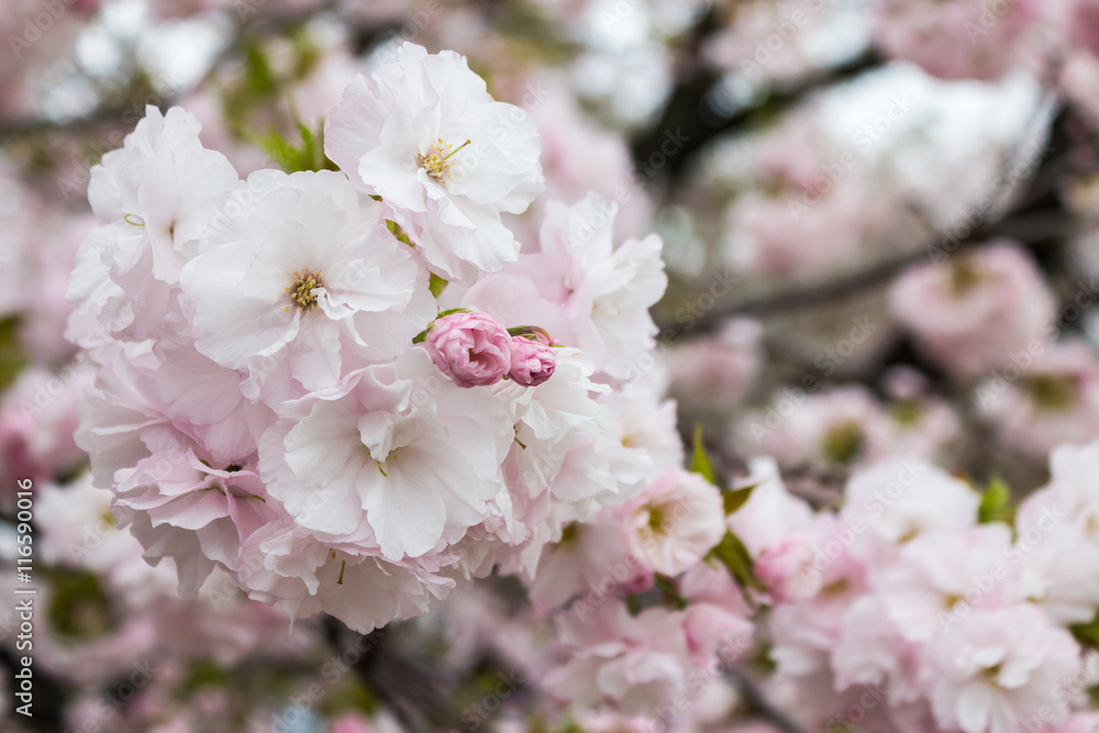 Obraz premium Cherry Blossom with nature background.