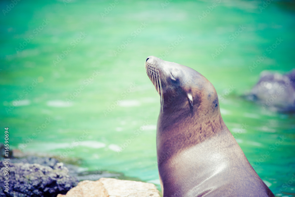 Obraz premium アシカ