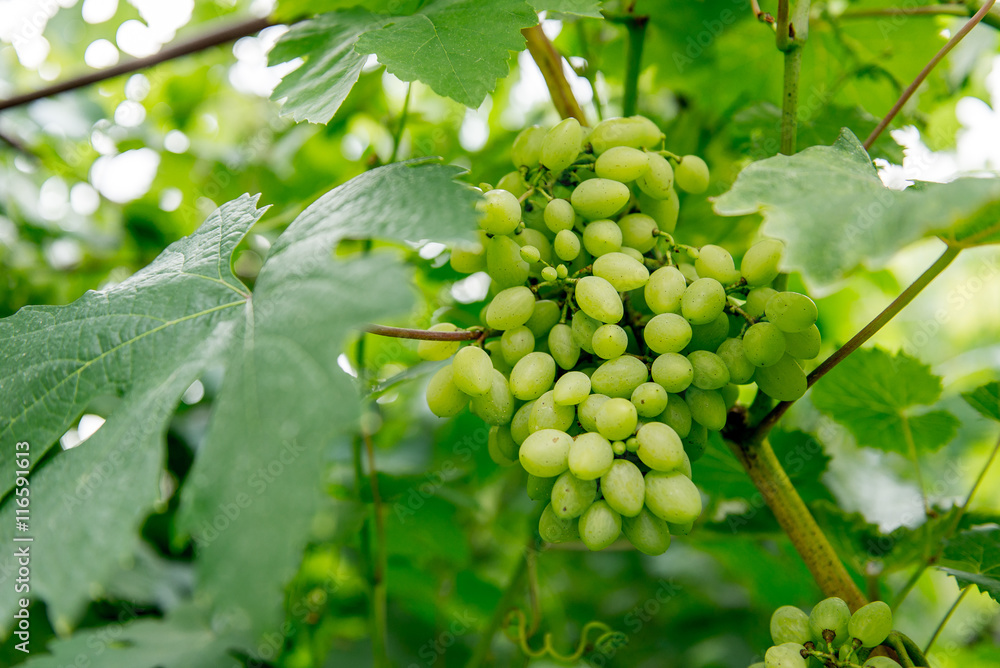 ripening grapes on the vine branch
