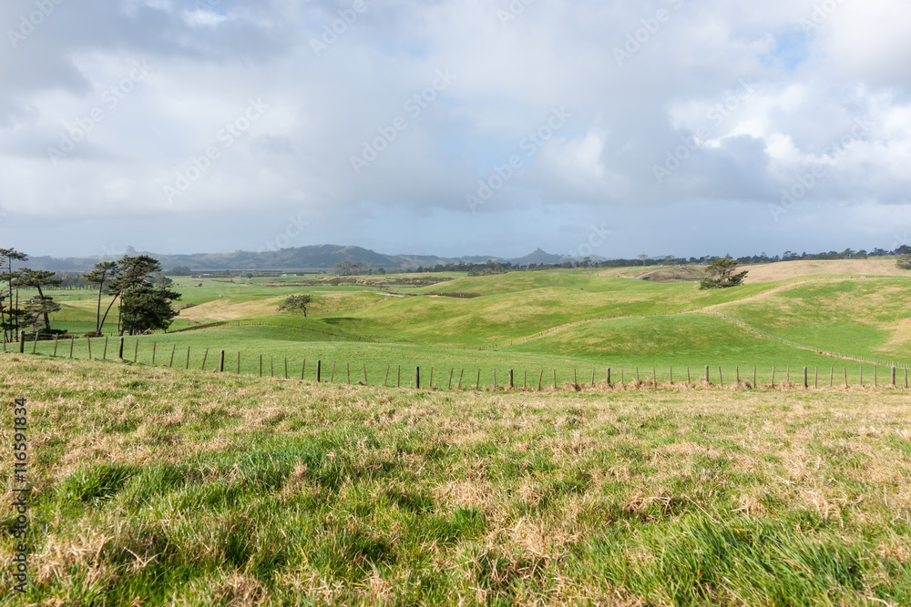 Rolling New Zealand Farmland and trough Te Kopuru Northland
