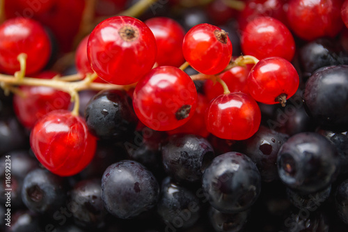 Quadro em tela a combination of black and red berries (blackberries and red cur