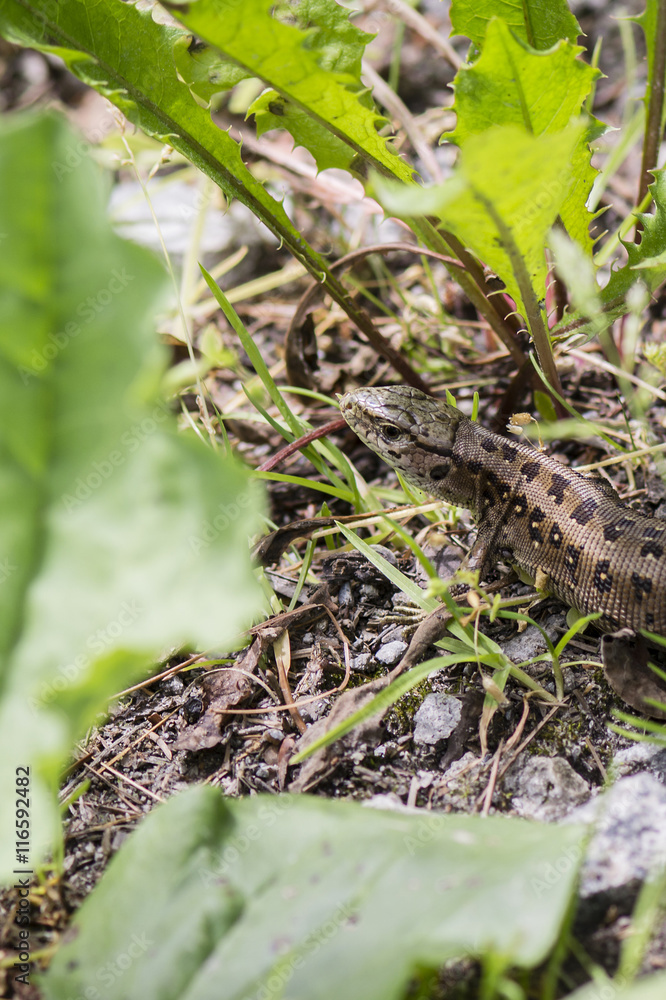 Lizard in the wild. Lizard in the wild.