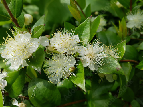 Myrte; Myrtus, communis; Balsam; Myrtenstrauch