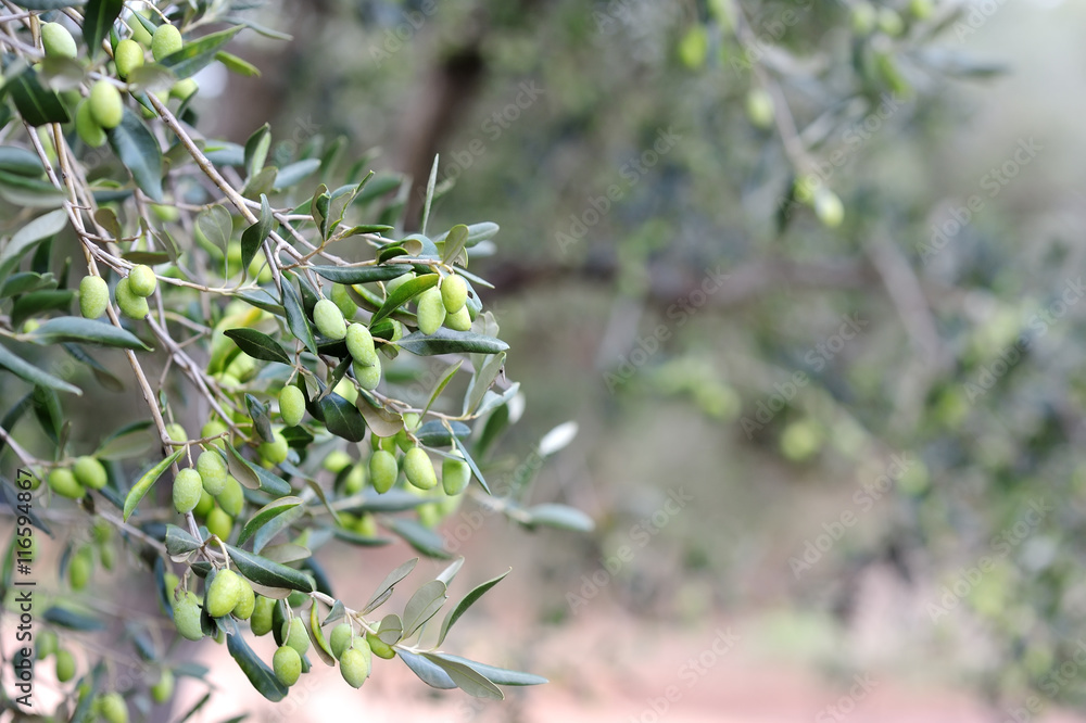 Detail of olive tree branch Detail of olive tree branch