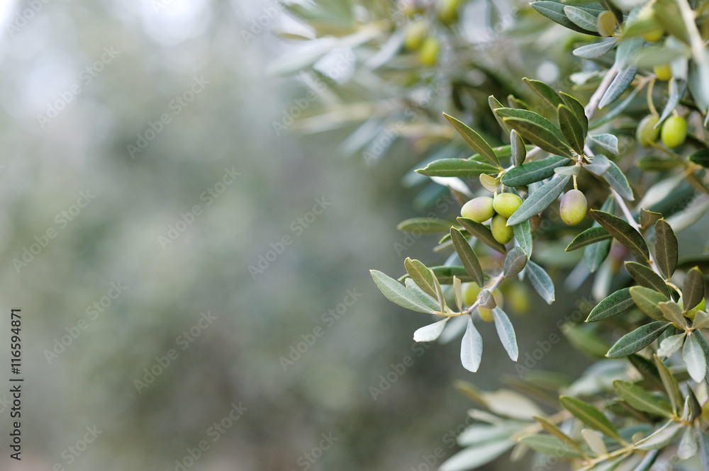 Fototapeta premium Branch of an olive tree