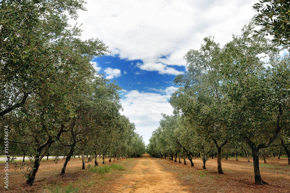 Olive trees row in a cloudy summer day in Tuscany countryside, Toscana, Italy