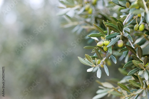 Branch of an olive tree