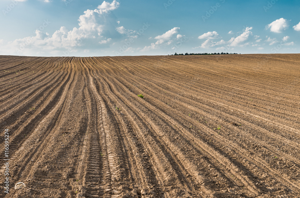 Plowed brown field under blue sky Plowed brown field under blue sky