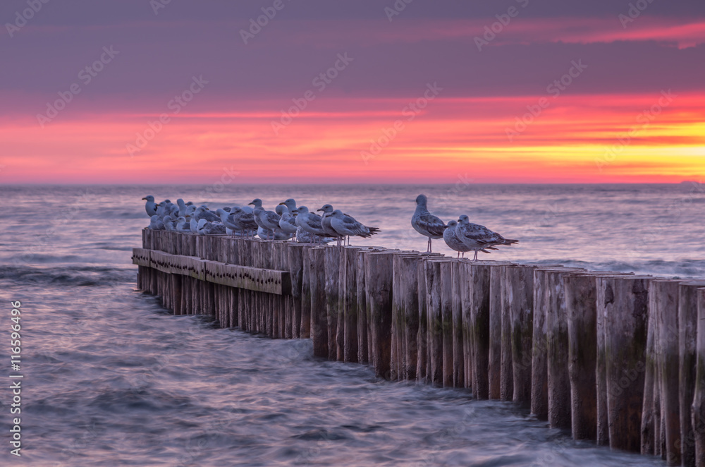 Seagulls on wooden breakwater, Baltic sea coast sunset