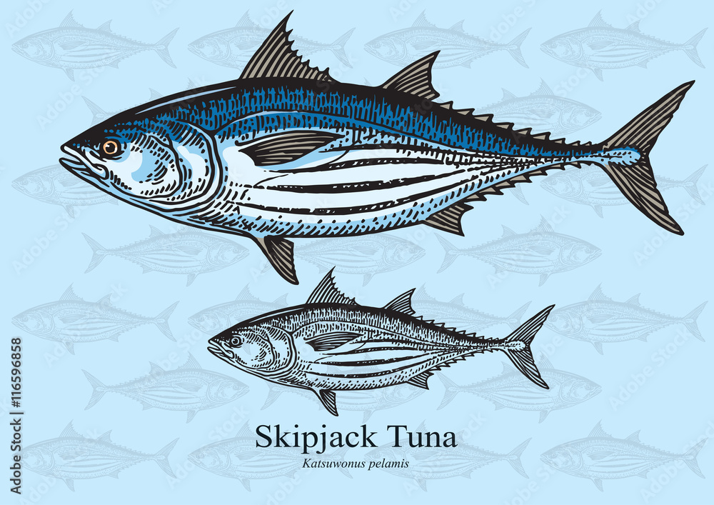Fototapeta premium Skipjack Tuna - vector illustration