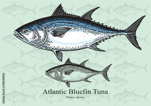 Atlantic Bluefin Tuna - vector illustration