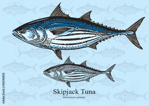 Skipjack Tuna - vector illustration photo